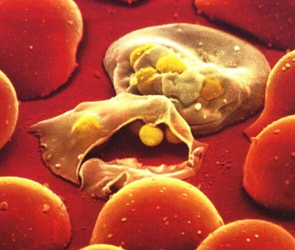 el parásito más simple de la malaria plasmodium