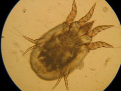 Marque bajo un microscopio